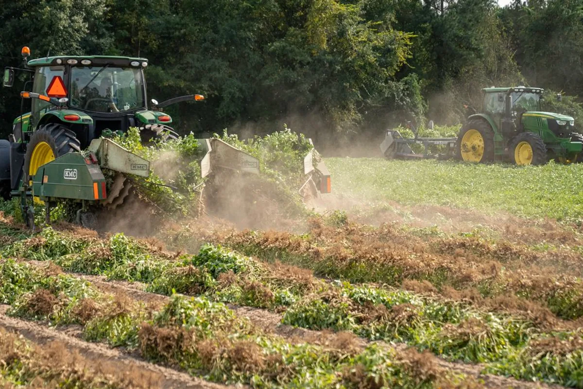 Tractors harvesting a field in warm light