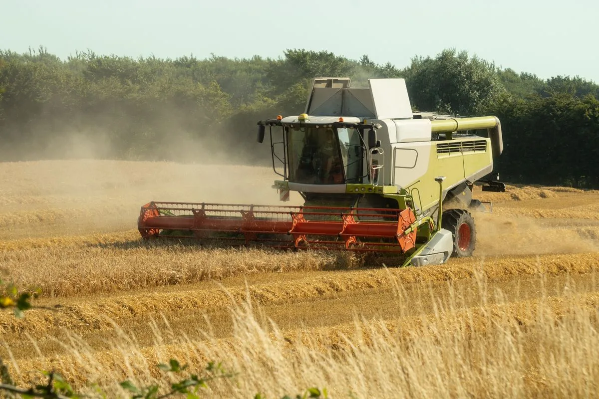 Combine harvester working a golden field